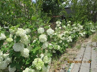 庭づくりにはまっています フィールドのぶどうたちと同じでgardenの樹木たちがかわいくってかわいくって仕方がない 目指すは自然風ガーデン Gardenの様子を折に触れてご紹介します いろんな花が咲いてます 5 23 早朝の水やりが